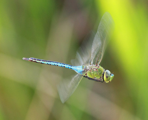 Dragonfly