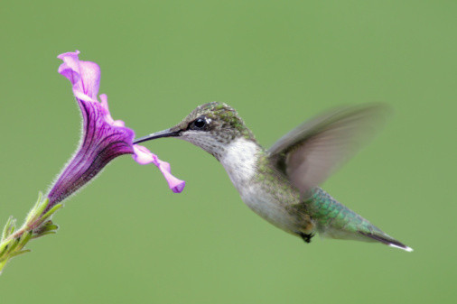 Hummingbird